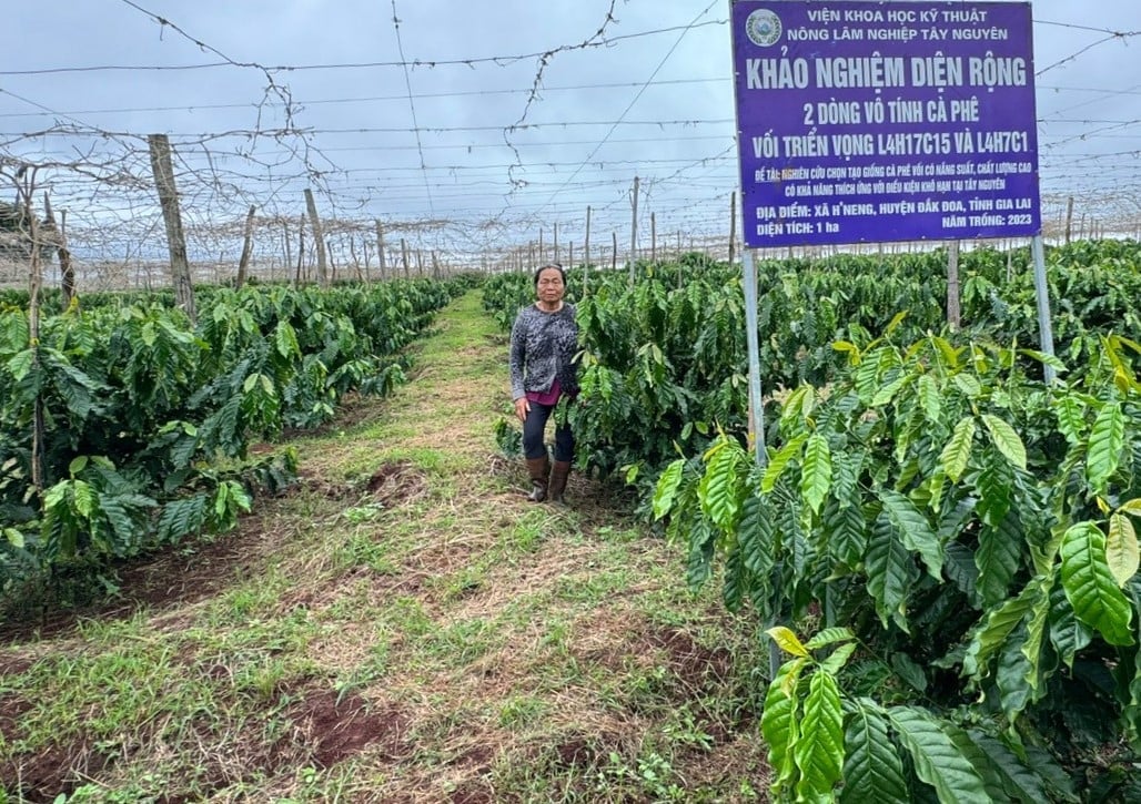 Giống cà phê vối chịu hạn tiết kiệm nước tưới từ 25 - 30%