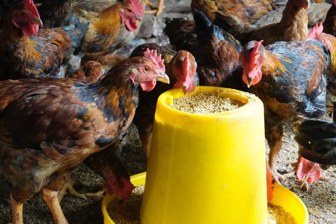 Chăn nuôi gà đồi Yên Thế theo chuỗi giá trị