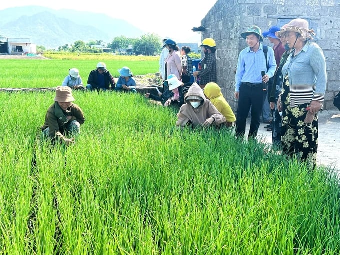 Tăng năng suất hành tím 25% ở vùng khô hạn