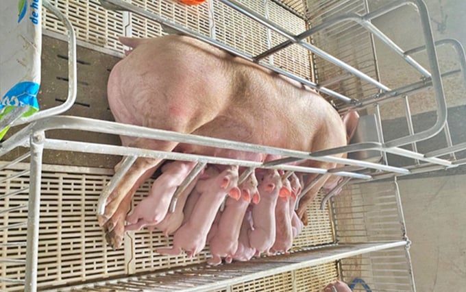 Hoàn thiện quy trình công nghệ chăn nuôi dòng lợn chuyên hóa năng suất cao