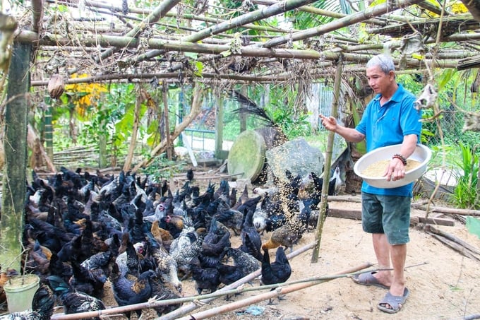 Giống gà H'Mông mở hướng chăn nuôi mới cho người dân Quảng Ngãi