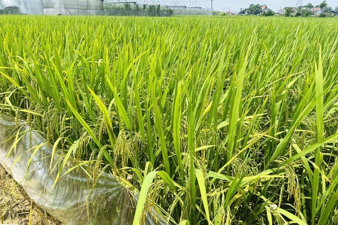 Vietseed chuyển giao quyền khai thác giống lúa Smart 888