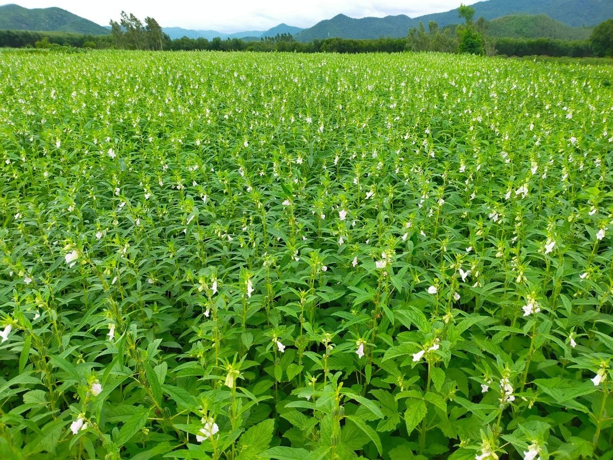 Giống mè chịu hạn tốt, năng suất gấp đôi bình thường