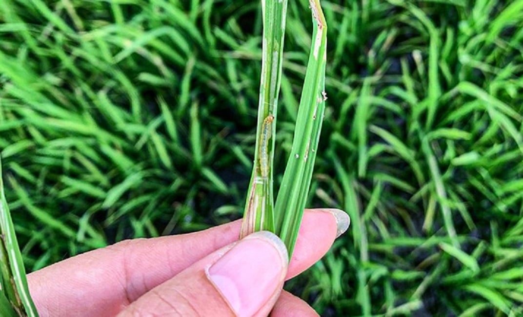 Khẩn cấp phòng trừ sâu bệnh hại lúa hè thu
