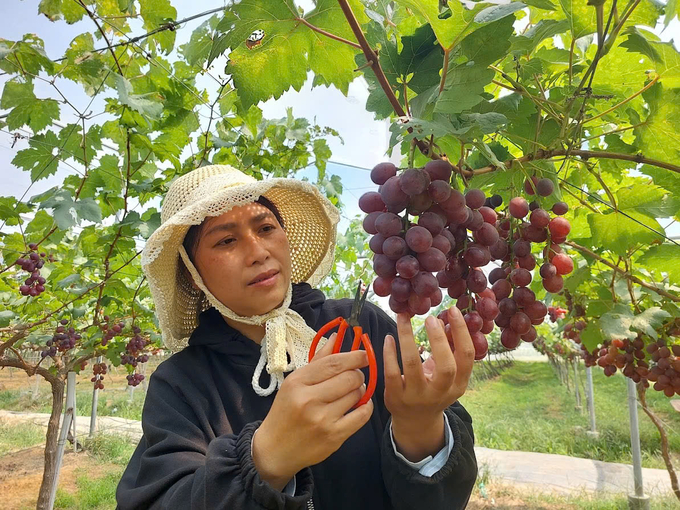 Giống nho mới NH01-16 được kỳ vọng thay thế giống nho đỏ truyền thống