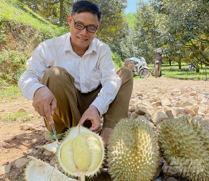 Kỹ thuật rải vụ thu hoạch sầu riêng