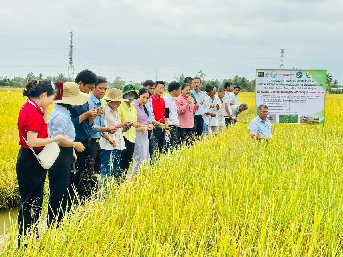 Lúa ST25 khẳng định hiệu quả, mở hướng giảm phát thải