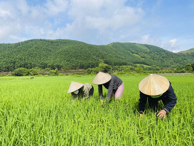 Giống lúa TBR97 'sống khỏe' tại vùng đất Quảng Ninh