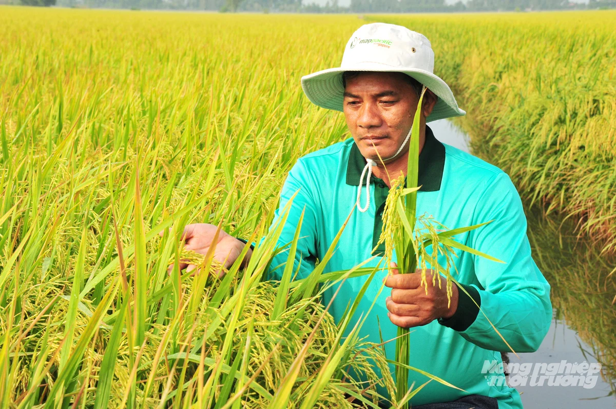 IPHM - 'chìa khóa' giảm sâu bệnh, giảm hóa chất