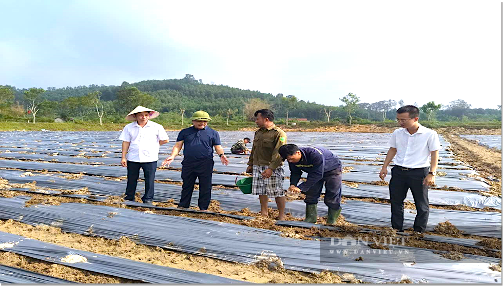 Đây là cách trồng dưa chuột của nông dân một xã ở Hà Tĩnh, chỉ việc chăm, còn bán quả đã có người khác lo