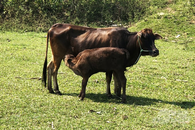 Thụ tinh nhân tạo thành công bò Wagyu và bò vàng A Lưới