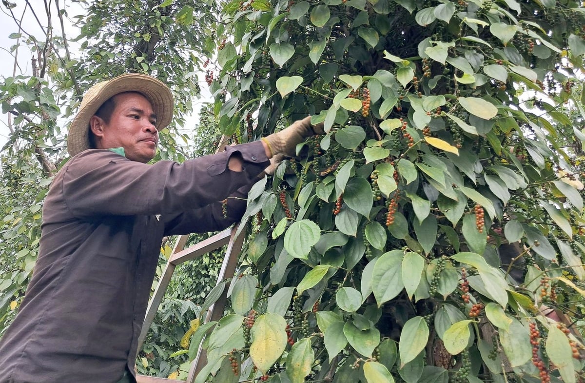 Giải pháp kỹ thuật sản xuất hồ tiêu bền vững