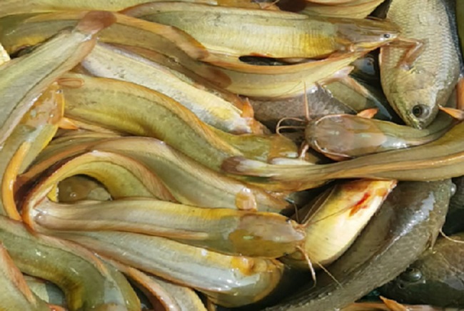 Nuôi thành công cá trê vàng dày đặc ở Bắc Giang, nông dân bắt lên hàng tấn