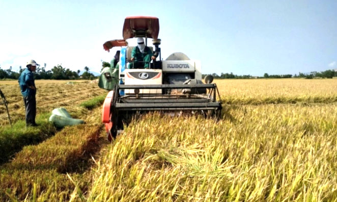 Làm sao giảm chi phí đầu vào trong sản xuất lúa