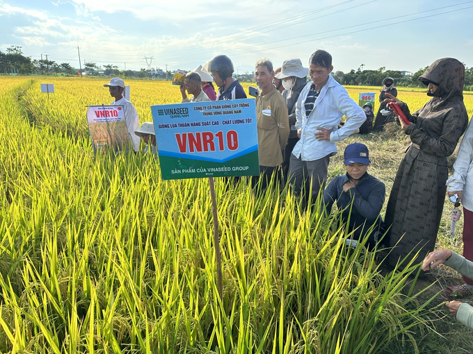Những giống lúa của Vinaseed làm nông dân ‘say đắm'