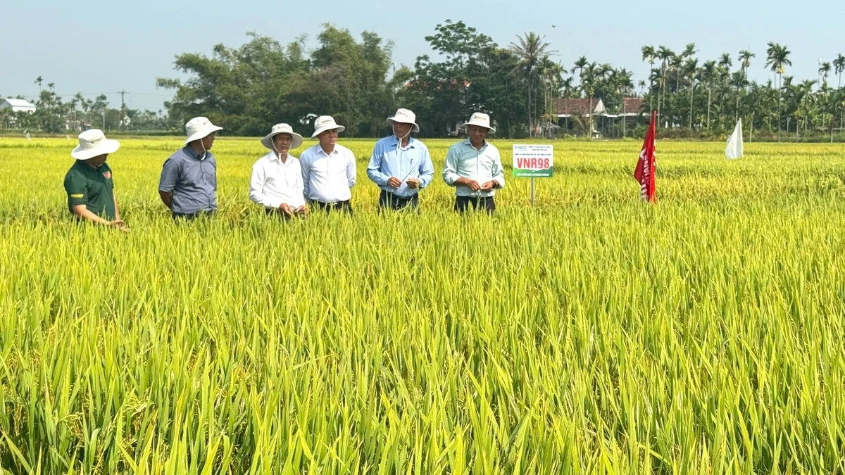 VNR98 và lời giải cho bài toán giống lúa hè thu