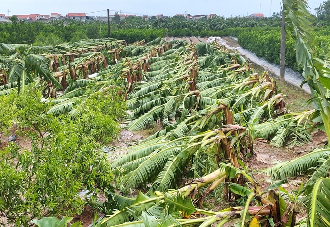 Kỹ thuật chăm sóc để cây ăn quả sớm phục hồi sau mưa lũ