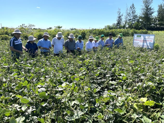 Giống lúa và đậu xanh mới triển vọng trên đất Quảng Trị