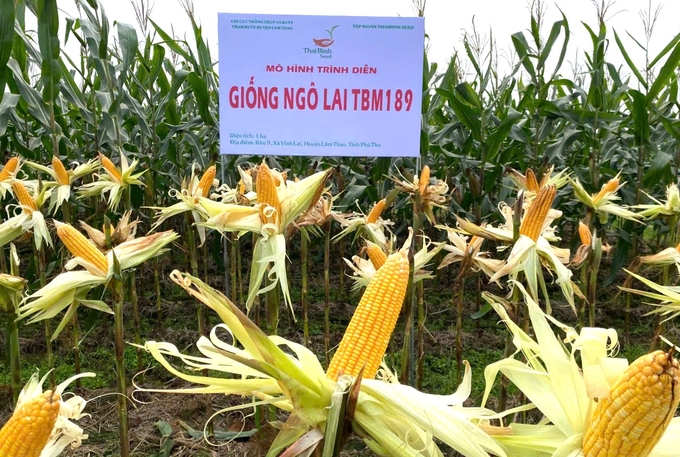 Giống ngô TBM189 chinh phục đồng đất Lâm Thao