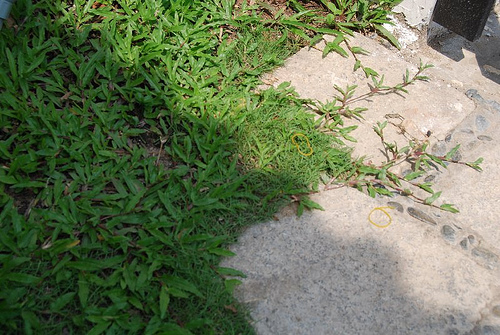 Cải tạo đất nông nghiệp bạc màu