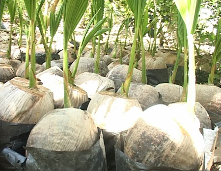 Trung Bộ: Phát triển cây ăn quả đặc sản VietGAP