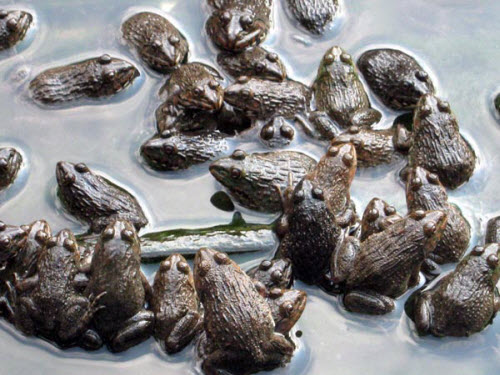 Một số bệnh thường gặp ở ếch và cách phòng trị