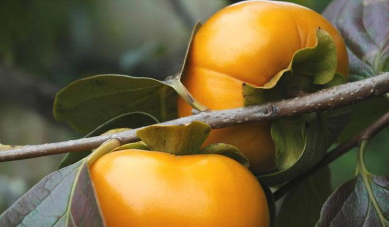 Chiết cành cây hồng xiêm 