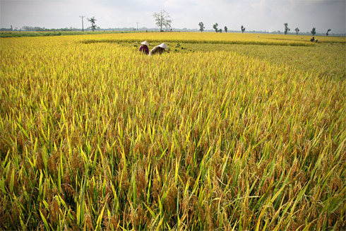 Sử dụng công nghệ mới nhằm giảm tổn thất sau thu hoạch lúa gạo ở ĐBSCL