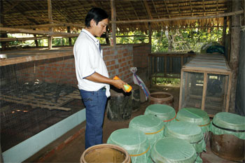 Mô hình nuôi rắn hổ hèo quy mô trang trại đầu tiên tại An Giang