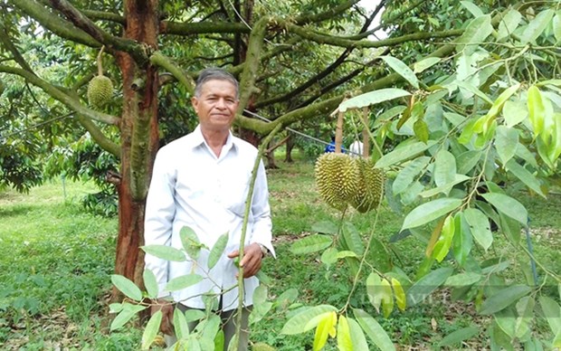 Trồng sầu riêng thời thu tiền tỷ, cây thấp tè ra trái quá trời, làm cách này, nông dân Bình Phước càng lãi