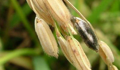 Bệnh lem lép hạt lúa