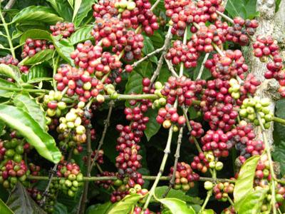 Dự báo sản xuất cà phê Việt Nam niên vụ tới 