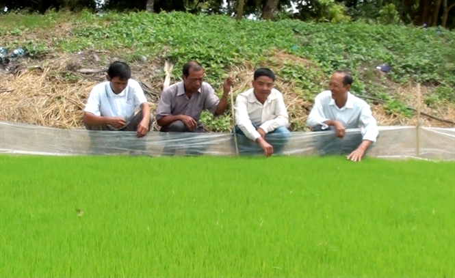 'Cha đẻ' 3 bộ giống lúa ở An Giang