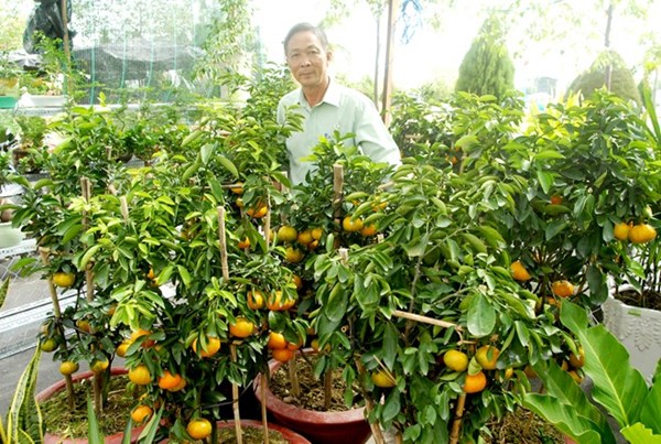 Rộ mốt trồng kiểng trái trong chậu chưng Tết