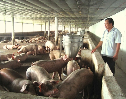 Hiệu quả từ mô hình chăn nuôi lợn an toàn sinh học