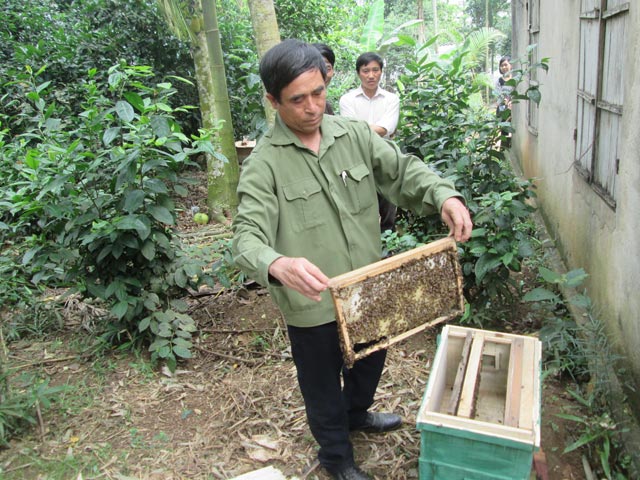 Tổ hợp tác nuôi ong giúp nhau làm giàu