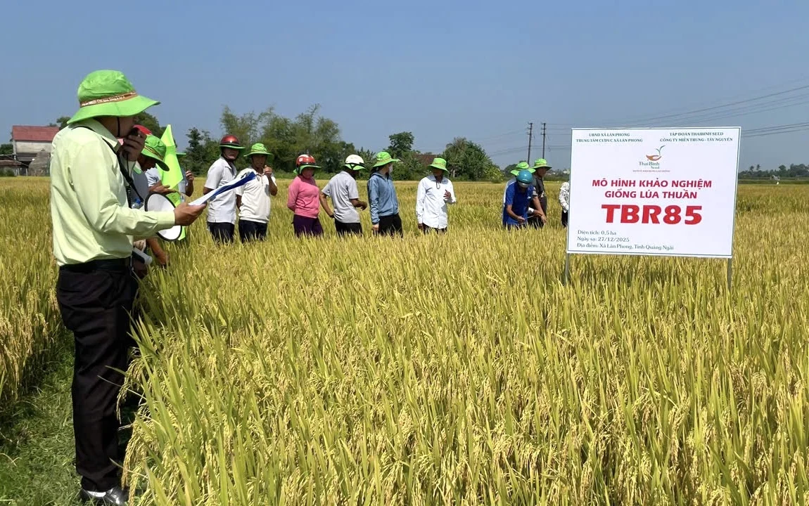 Giống TBR85 bén rễ ở cánh đồng Lân Phong, mở triển vọng nâng tầm “quê lúa” Quảng Ngãi