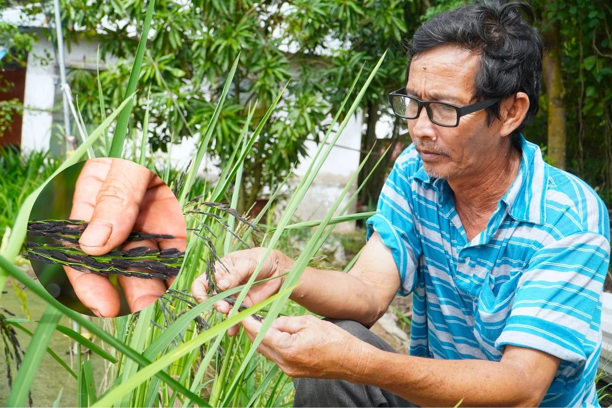 Người âm thầm góp hàng chục giống lúa cho ĐBSCL