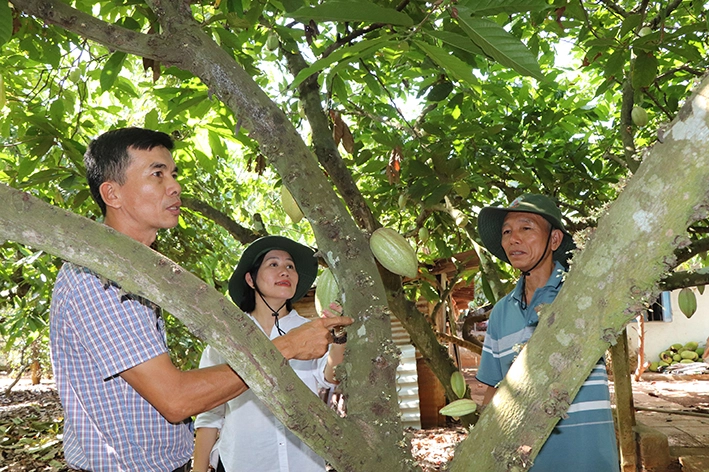Đây là loại cây cho trái đặc sản mọc trên thân ở Bà Rịa-Vũng Tàu, có nhà bẻ 17 tấn bán hết sạch