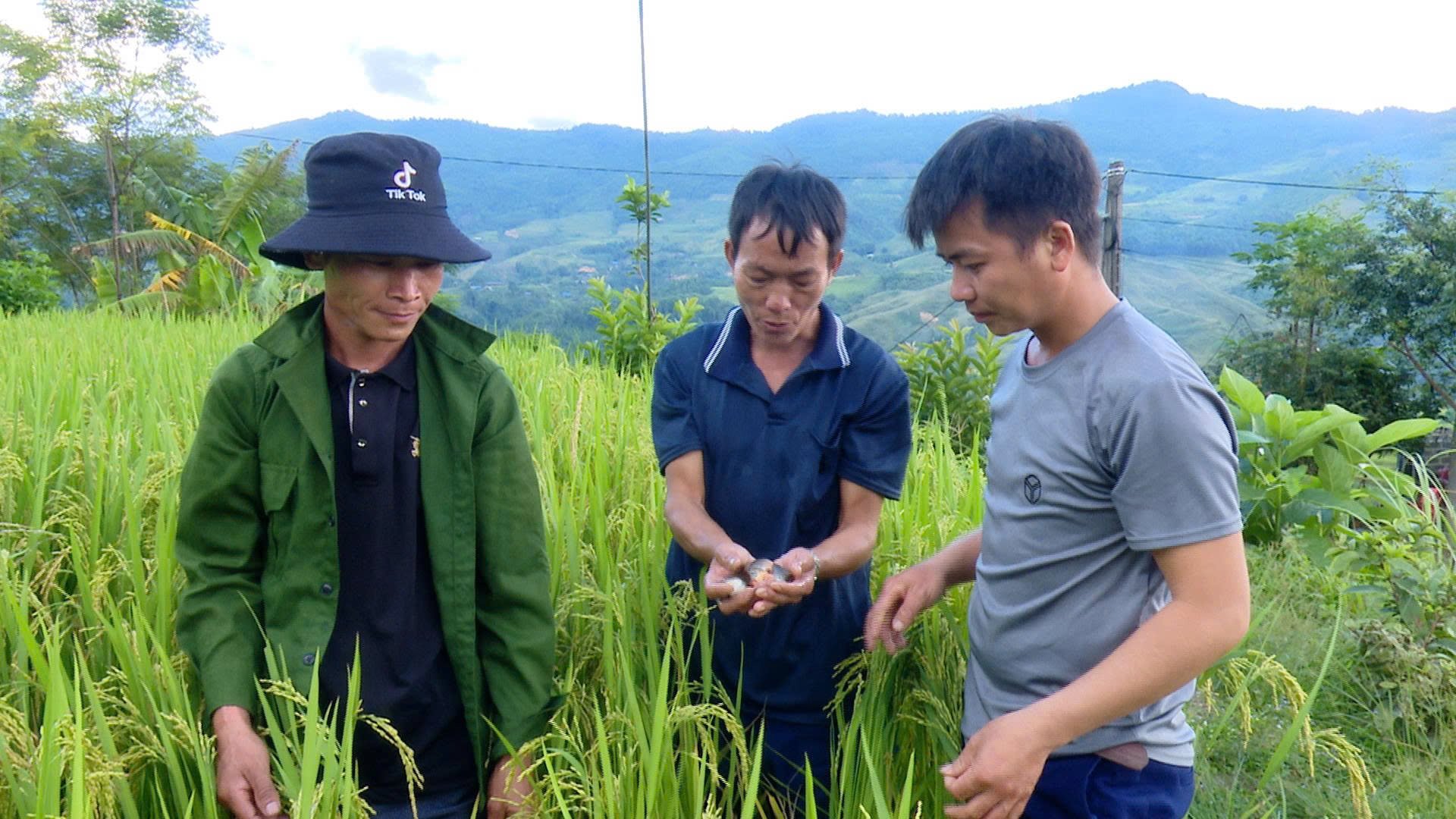 Nuôi cá chép ngon trên ruộng bậc thang ở Tuyên Quang, lúa tốt, cá tươi, kẹp nướng than, cả làng thơm