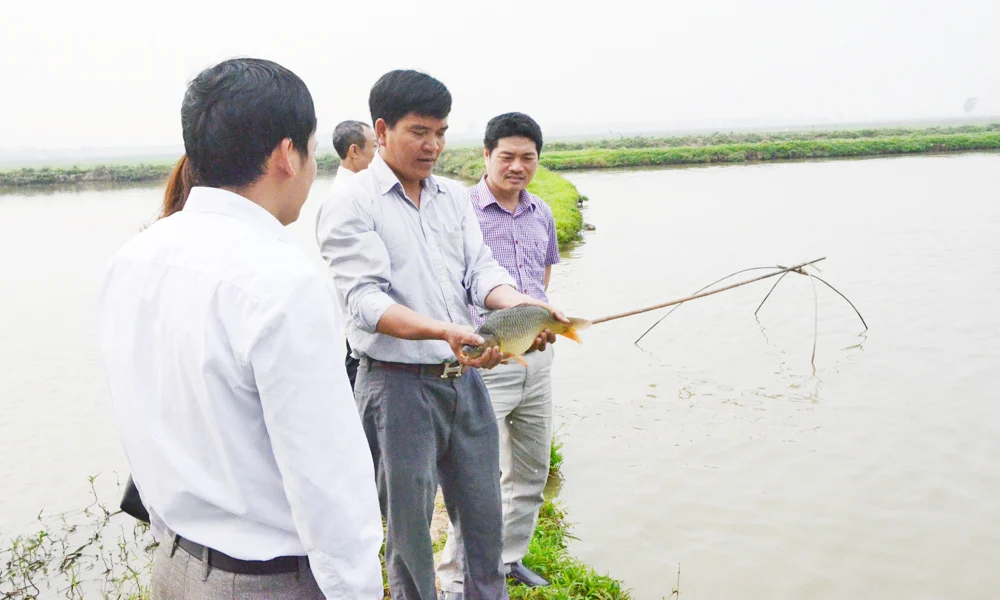 Nuôi thủy sản VietGAP ở Bắc Ninh, một nông dân bắt bán gần 18 tấn cá, tăng gần 3 tấn so cách nuôi cá kiểu cũ