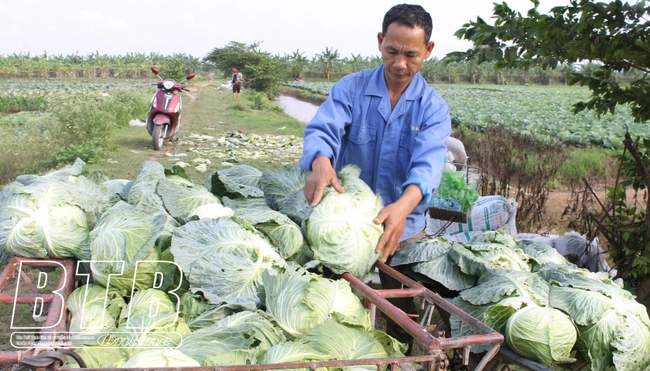 Trồng loại rau được ví như thuốc chữa bệnh, nông dân một xã của tỉnh Thái Bình thu ngay 10 tỷ đồng