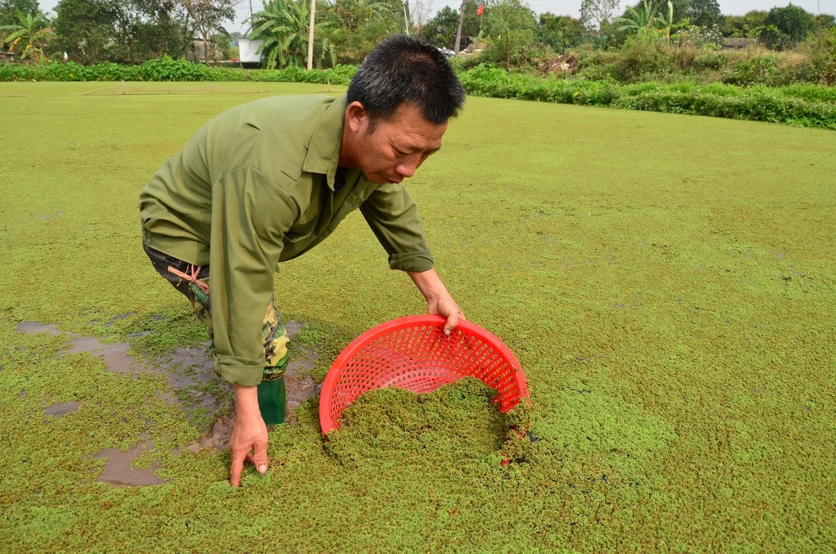 Bèo hoa dâu - giải pháp cho thị trường phân bón đầy biến động