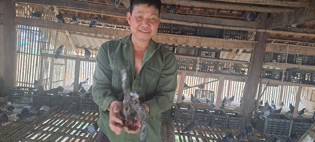 Làm giàu khác người ở Sơn La, nuôi loại chim đẻ sòn sòn trên nhà sàn mà phát tài thấy rõ