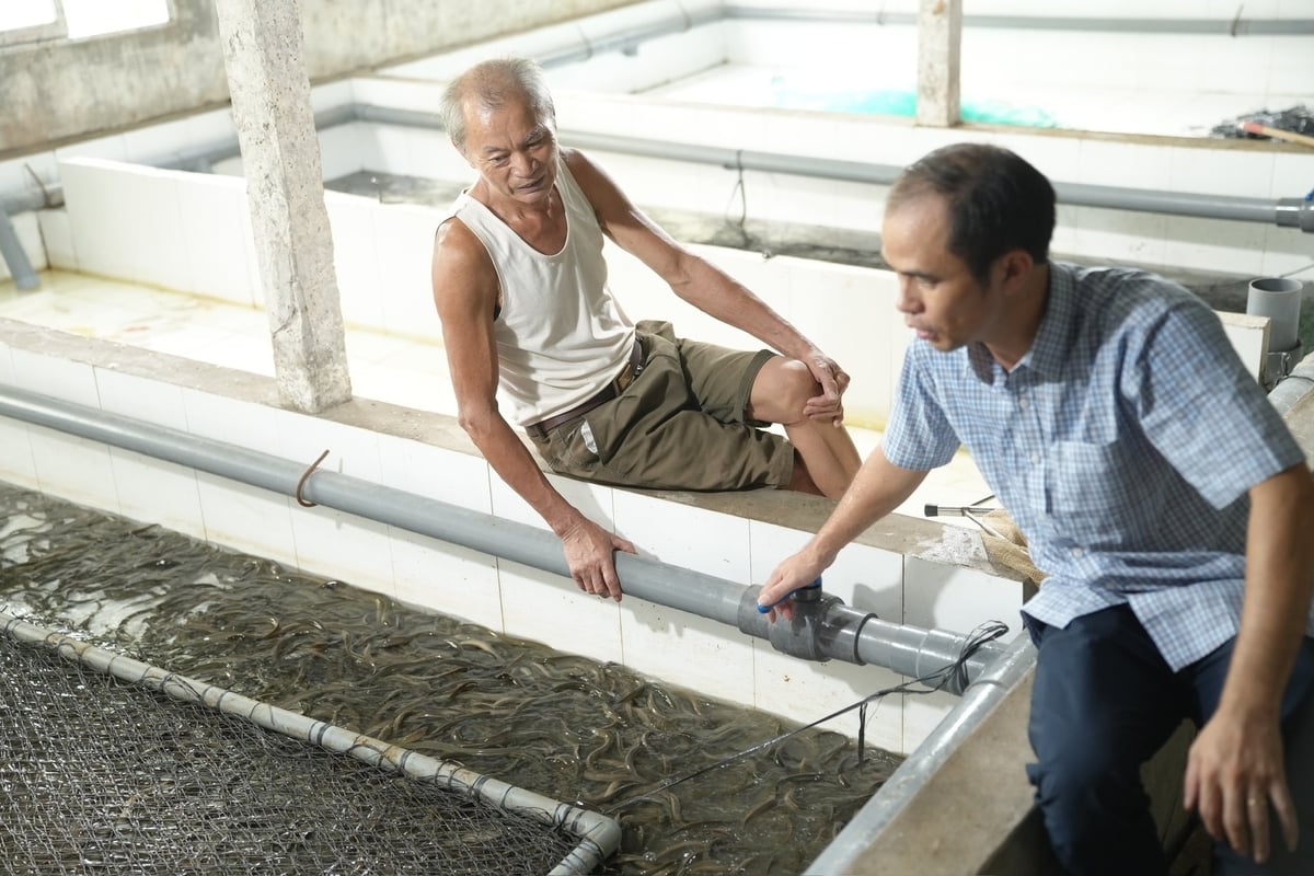 Nuôi lươn không bùn ở Bắc Ninh: Quy mô đa dạng, hiệu quả rõ rệt