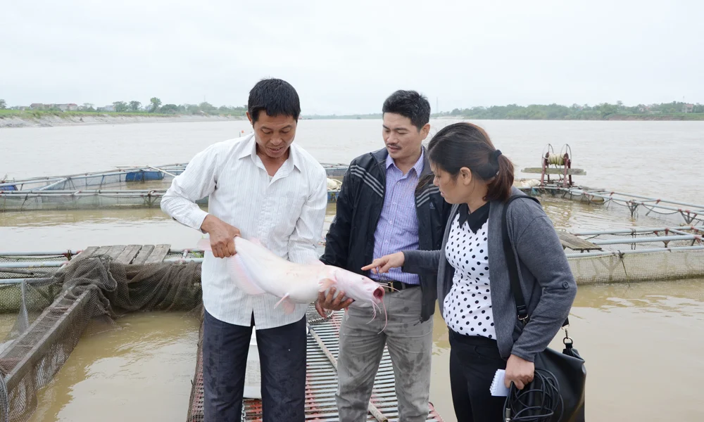 Nuôi cá làm giàu ở Bắc Ninh (gồm cả địa bàn Bắc Giang), thêm một năm 