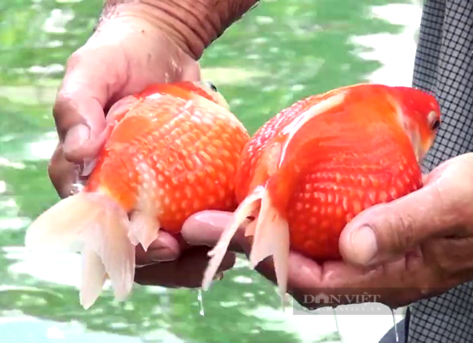 Bỏ cá thịt nuôi cá cảnh, mỗi năm ông dân thủ phủ trái cây tỉnh Tiền Giang thu tiền tỷ