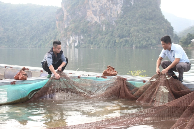 Ở một hồ nước nhân tạo nổi tiếng Lai Châu, anh trai bản nuôi cá đặc sản gì mà lãi 300 triệu/năm?