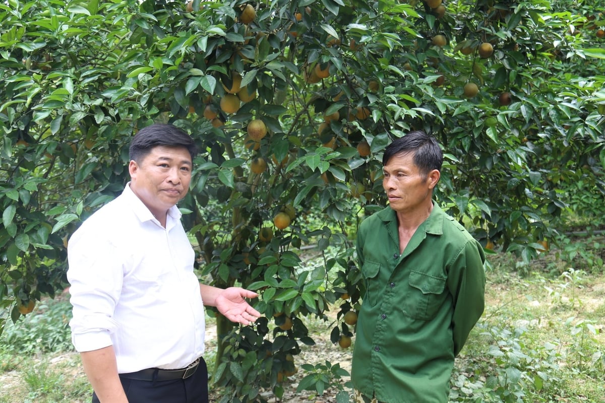 Cam trái vụ cho quả ngọt ở vùng lũ Bảo Yên