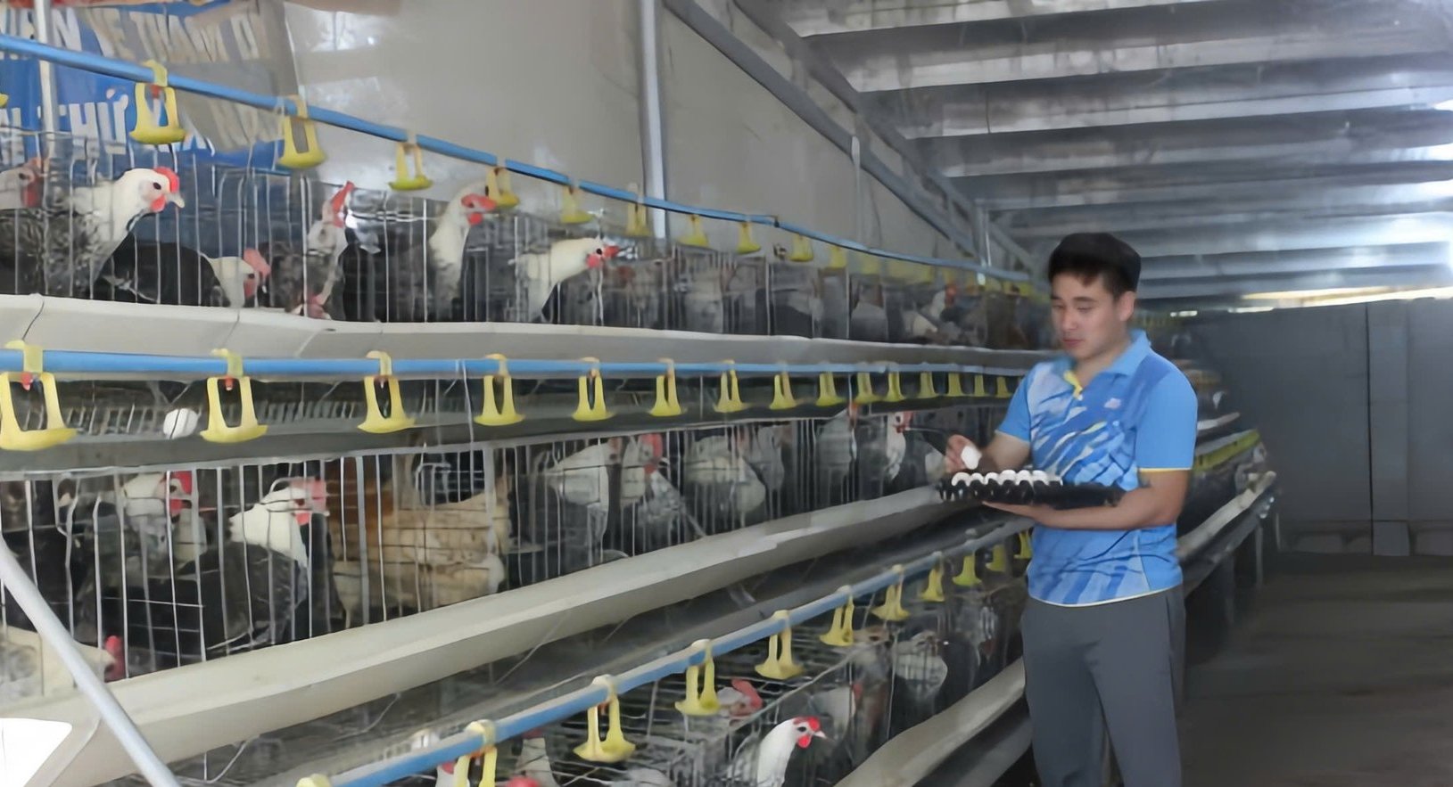 Thanh niên khởi nghiệp với mô hình gà Ai Cập siêu trứng